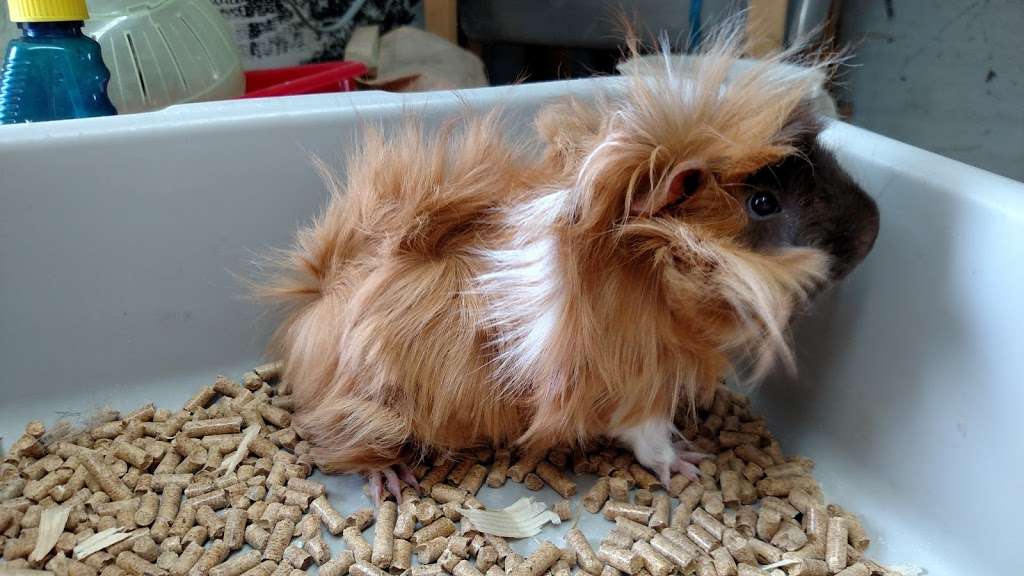 Pet & Bait Shop | 64730, Butler, MO 64730, USA | Phone: (660) 464-0165