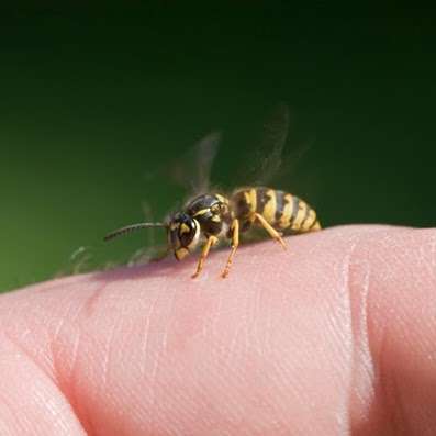 A & M Hawk Pest Control | Wellhouse Ln, Betchworth RH3 7JD, UK | Phone: 0844 991 7378