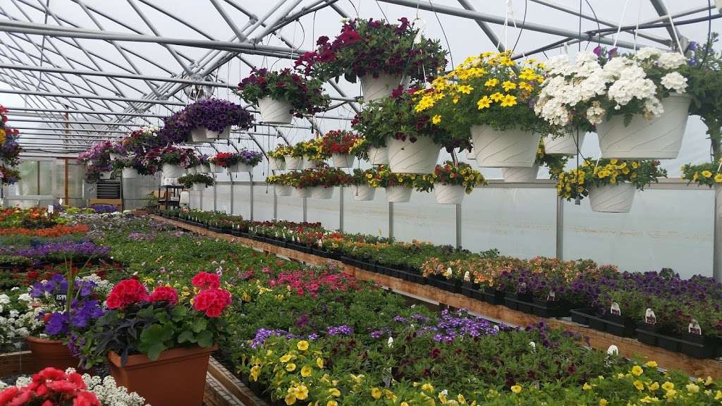 New Blooms Greenhouse | 3360 Strasburg Rd, Parkesburg, PA 19365, USA | Phone: (484) 787-9363