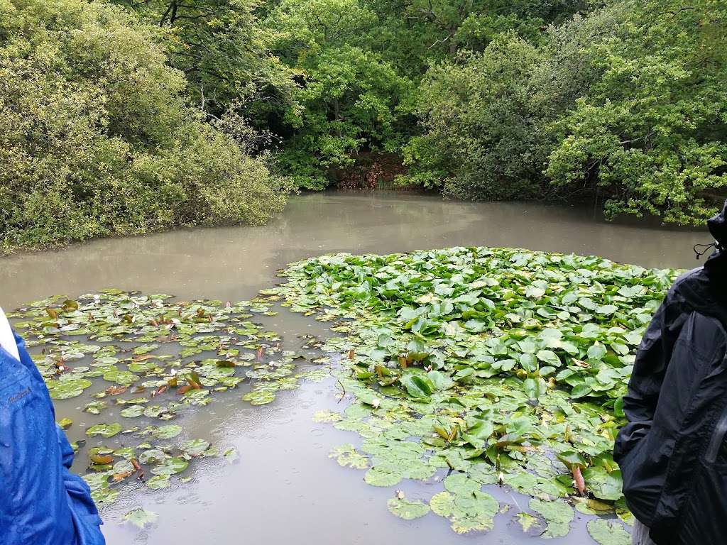 Loughton Brook Storage Pond | 5 Staples Rd, Loughton IG10 1HP, UK