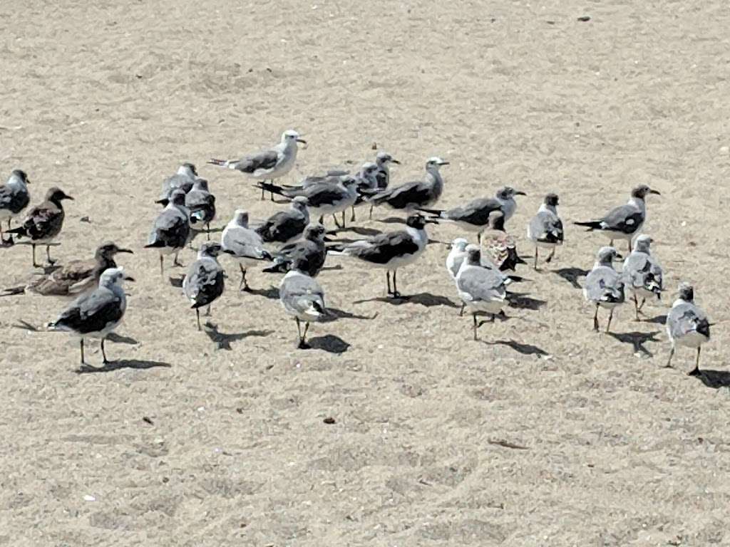 Sherwood Island State Park | Sherwood Island Connector, Westport, CT 06880, USA | Phone: (203) 226-6983