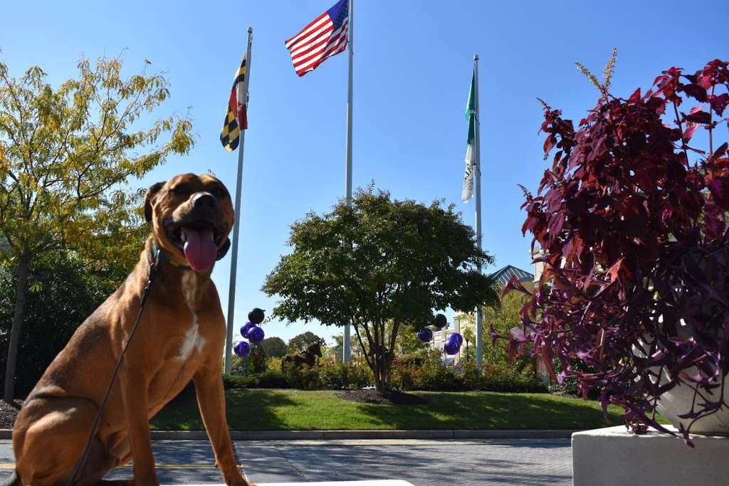 Blue Line K-9, Inc Dog Training | 800 Pulaski Hwy, Joppa, MD 21085 | Phone: (800) 266-2365