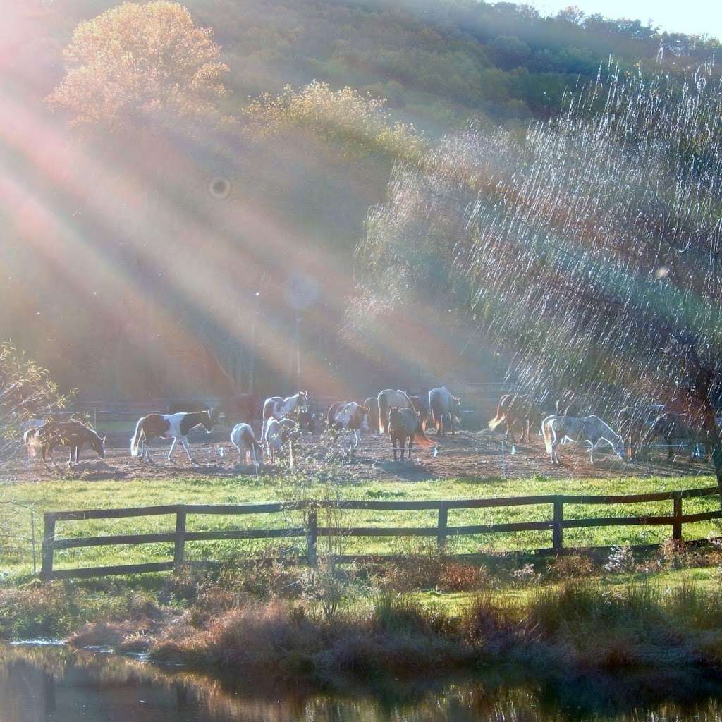 Sheeder Mill Farm | 12 Sheeder Mill Rd, Spring City, PA 19475 | Phone: (610) 469-9382