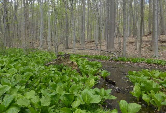 Robert B. Gordon Natural Area for Environmental Studies | Stadium Rd, West Chester, PA 19382, USA