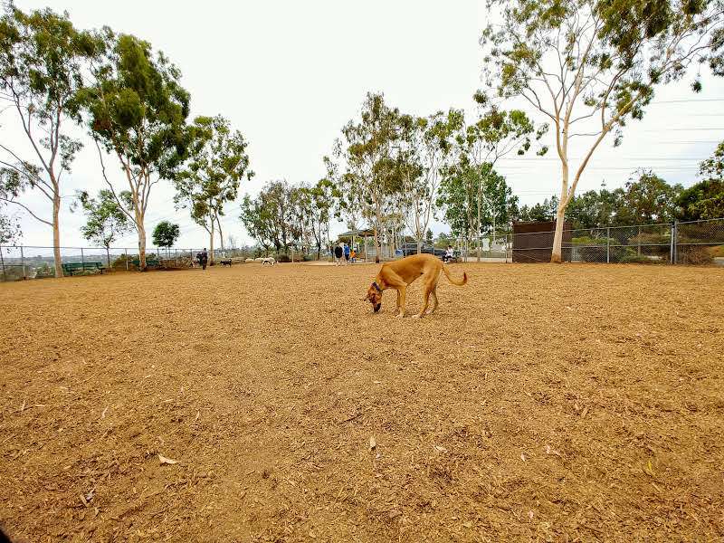 Ann D. LHeureux Memorial Dog Park | Carlsbad Village Dr, Carlsbad, CA 92008, USA | Phone: (760) 602-4680