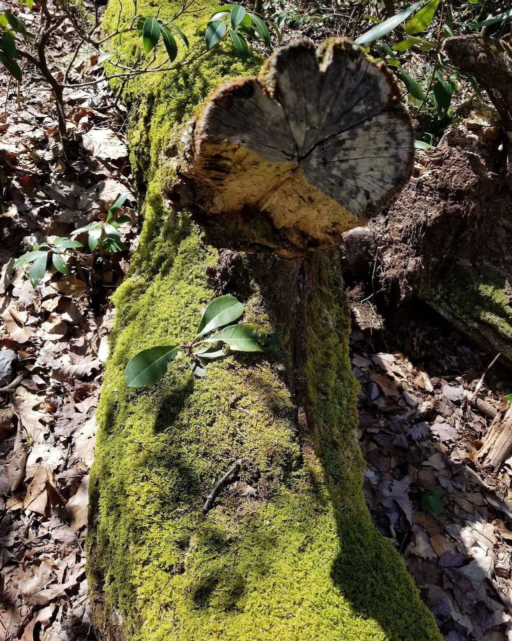 Appalachian Trail | Appalachian Trail, Hardwick Township, NJ 07825, USA