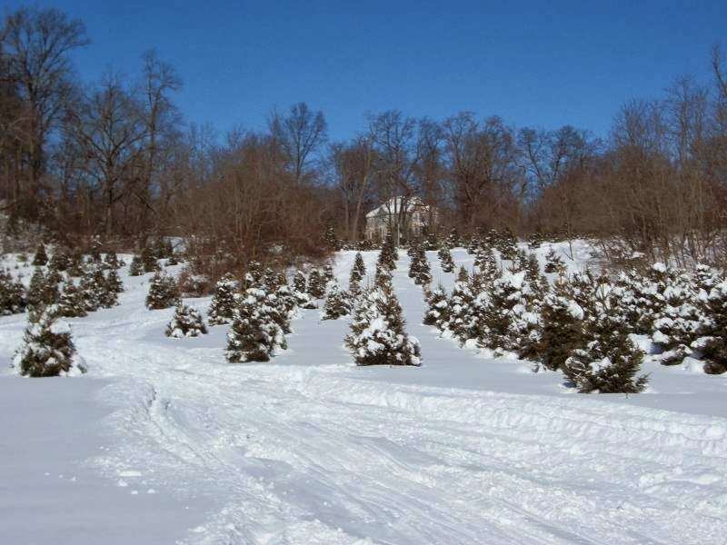 Three Kings Christmas Tree Farm | 117 Arneytown-Hornerstown Rd, Allentown, NJ 08501, USA | Phone: (609) 758-3097