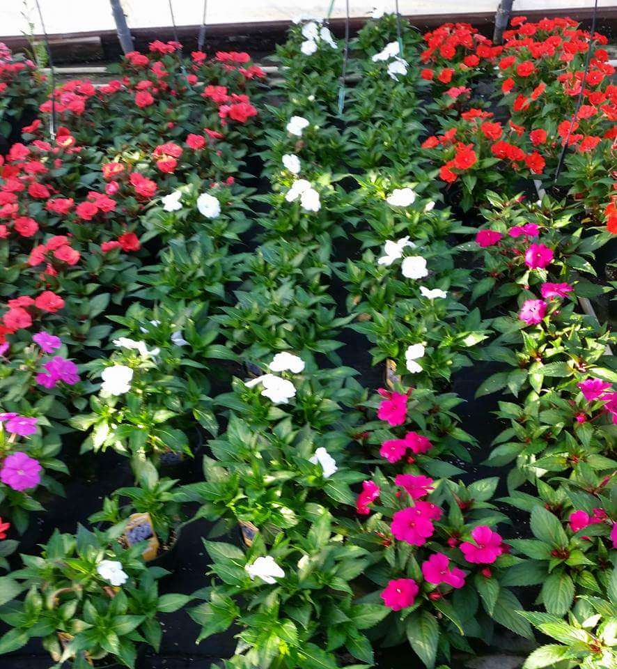 Buds & Blossoms Garden Center | 14120 Cypress North Houston Rd, Cypress, TX 77429, USA | Phone: (281) 469-3378