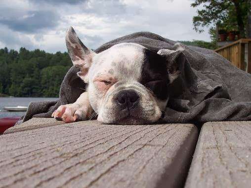 Culpeper Animal Hospital | 441 Aspen St, Culpeper, VA 22701, USA | Phone: (540) 829-9085