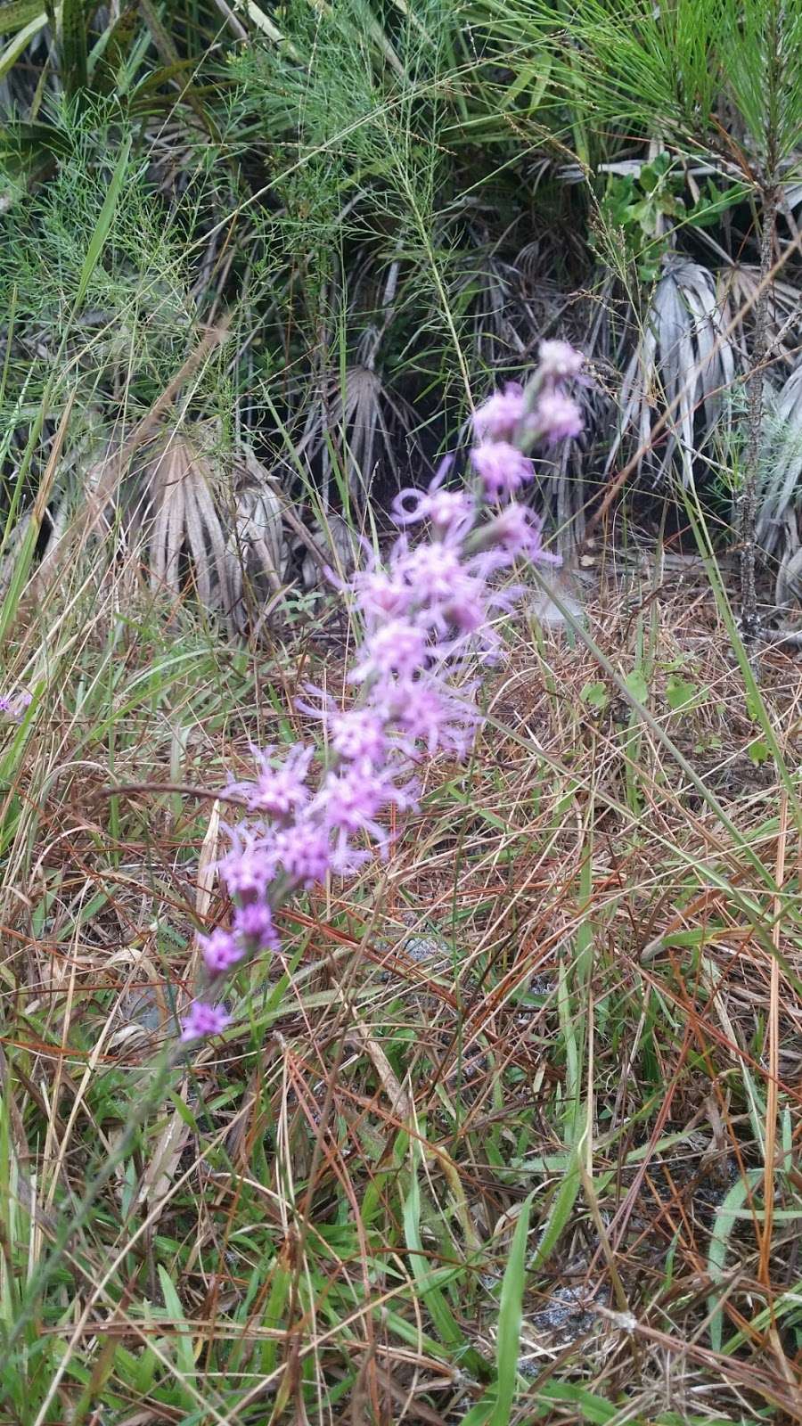 Long Leaf Preserve | 4413-, 4567 Pioneer Trail, New Smyrna Beach, FL 32168