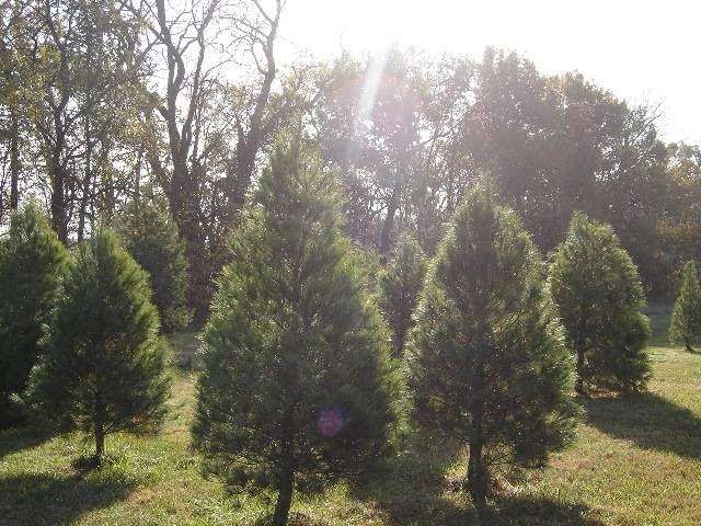 Jingle Bell Trees | 7821 SE 240th St, Lathrop, MO 64465, USA | Phone: (816) 740-3732