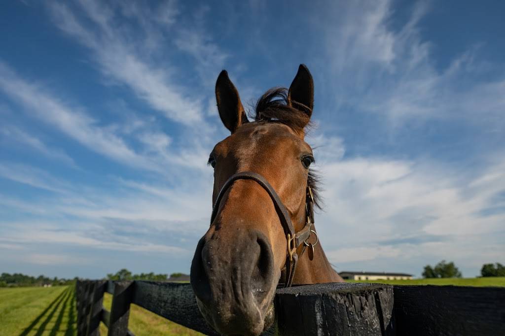 Blackwood Stables | 1217 Hedden Rd, Versailles, KY 40383 | Phone: (859) 256-0083