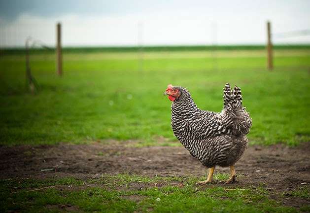 Hasselmann Family Farm | 23706 Harmony Rd, Marengo, IL 60152, USA | Phone: (815) 572-4833