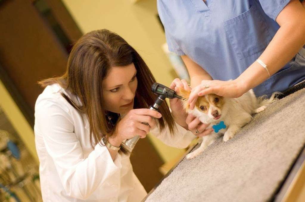 Southwest Veterinary Dermatology | 18807 TX-249, Houston, TX 77070 | Phone: (281) 894-8151