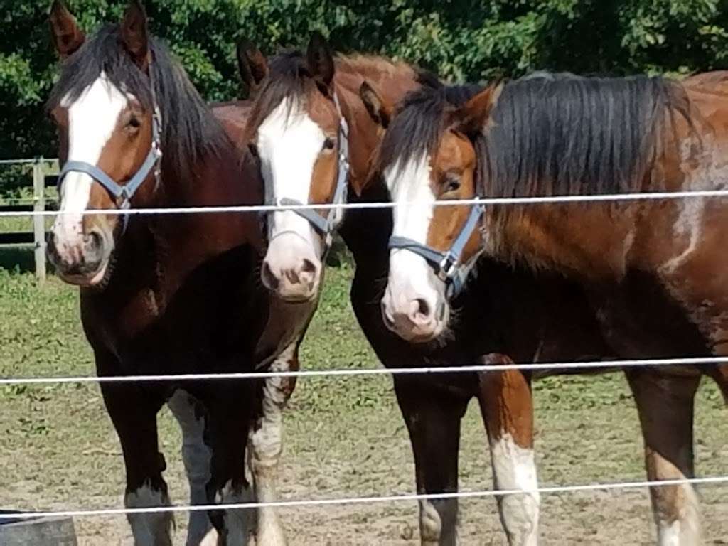 Sandy Acres Clydesdales | 10032 N Ruby Rd, La Porte, IN 46350, USA | Phone: (219) 369-3386