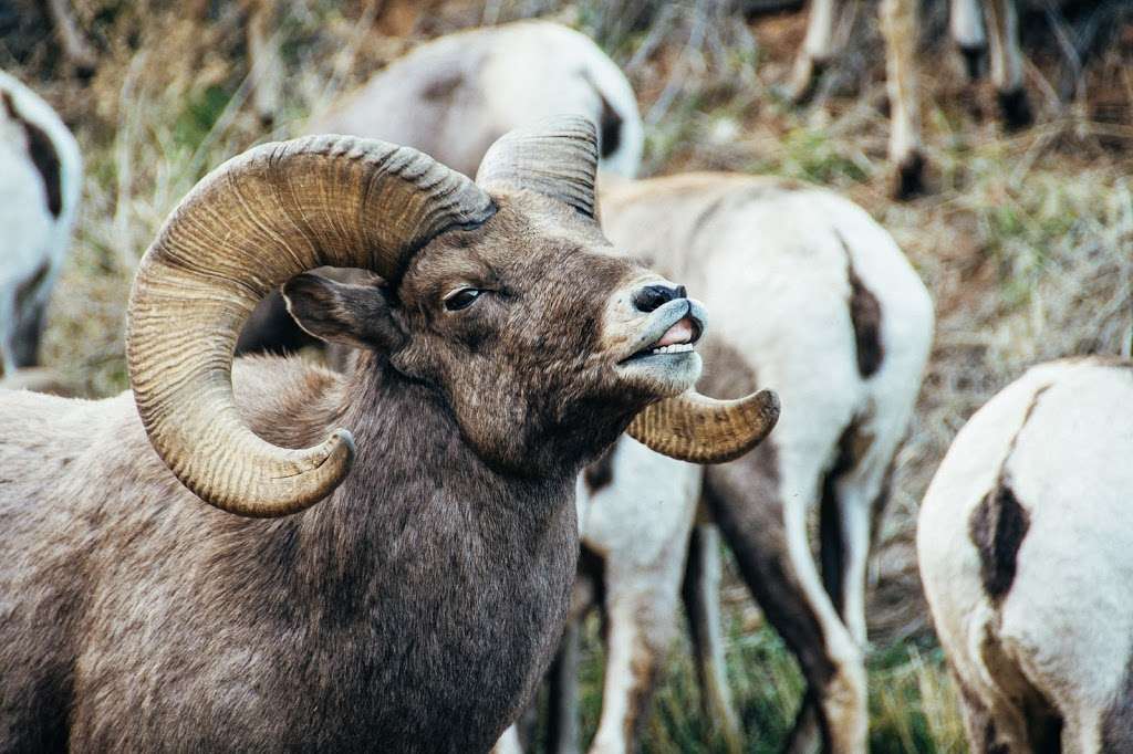 Waterton Canyon | Waterton Canyon, Littleton, CO 80127, USA