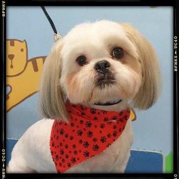 Furry Tails Pet Grooming | 865 Cypress Pkwy, Poinciana, FL 34759, USA | Phone: (407) 343-7700