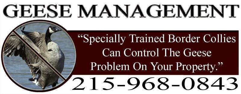 Geese Management | 861 Newtown Yardley Rd, Newtown, PA 18940, USA | Phone: (215) 968-0843