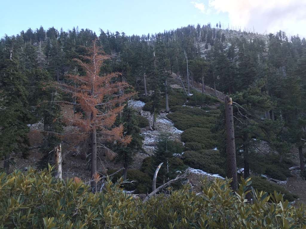 Japanese Saddle | Ice House Canyon Trail, Mt Baldy, CA 91759