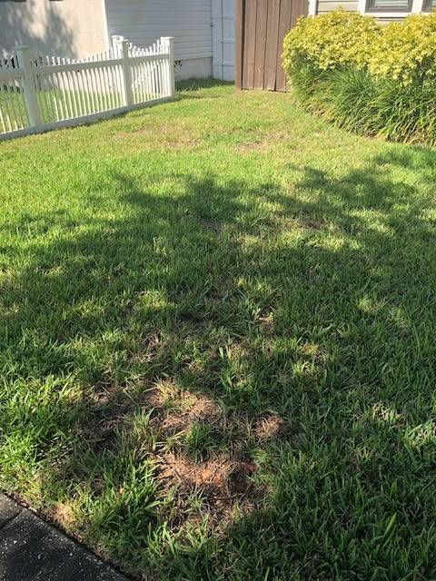 Nvirotect Pest Control Services | 16210 N Florida Ave, Lutz, FL 33549, USA | Phone: (813) 968-7031