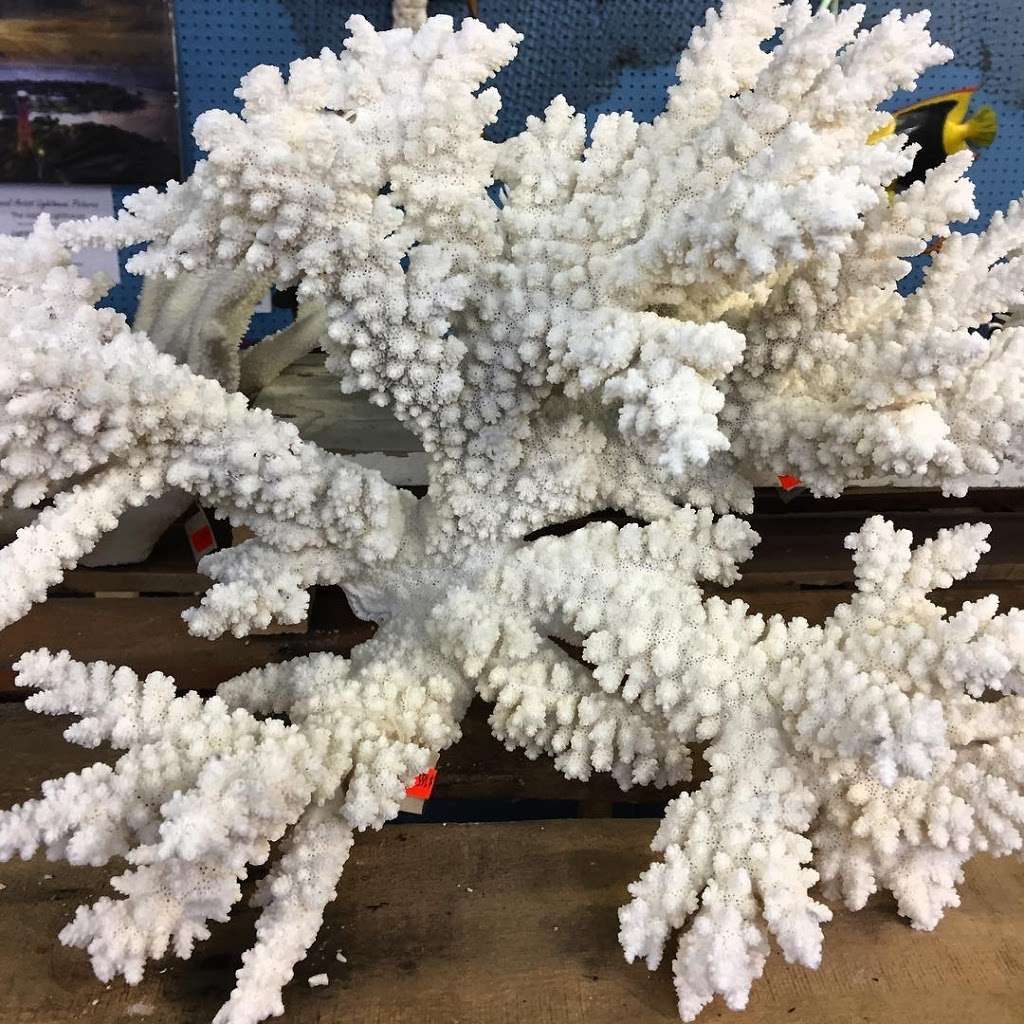 Sea Shell City | 2100 Broadway Ave, Riviera Beach, FL 33404, USA | Phone: (561) 844-2576