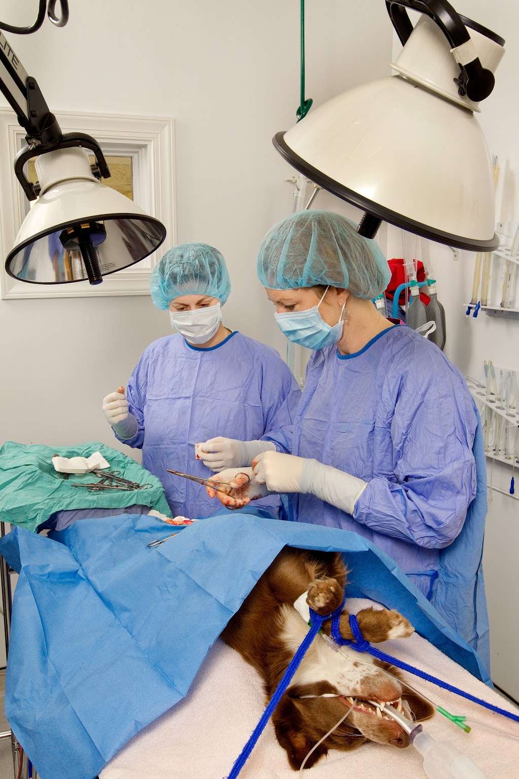 Lake Cross Veterinary Hospital | 106 Parr Dr, Huntersville, NC 28078, USA | Phone: (704) 948-6300