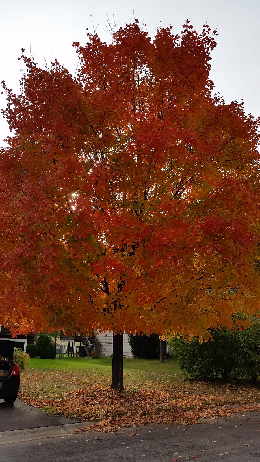 Robinson Park | 1202 Egret Blvd NW, Coon Rapids, MN 55433, USA | Phone: (763) 755-2880