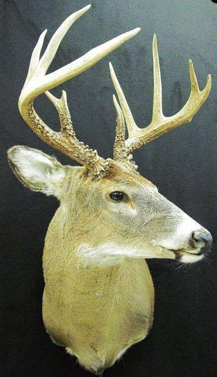 Elkins Taxidermy | 7709 E Lilly Ln, New Carlisle, IN 46552, USA | Phone: (574) 654-8845