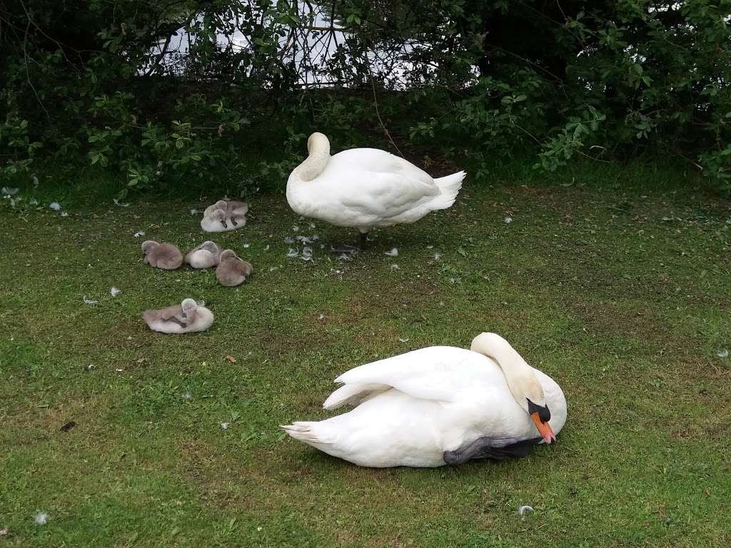 Platford Swan Pond | Hornchurch RM11 2QJ, UK