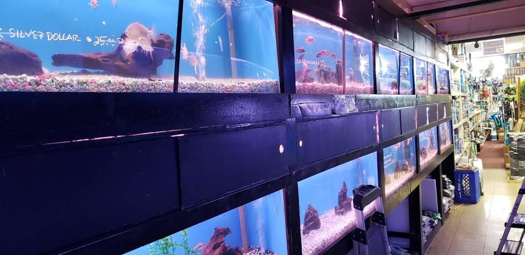 405 Tropical Fish | 15222 Goldenwest St, Westminster, CA 92683, USA | Phone: (714) 373-0777