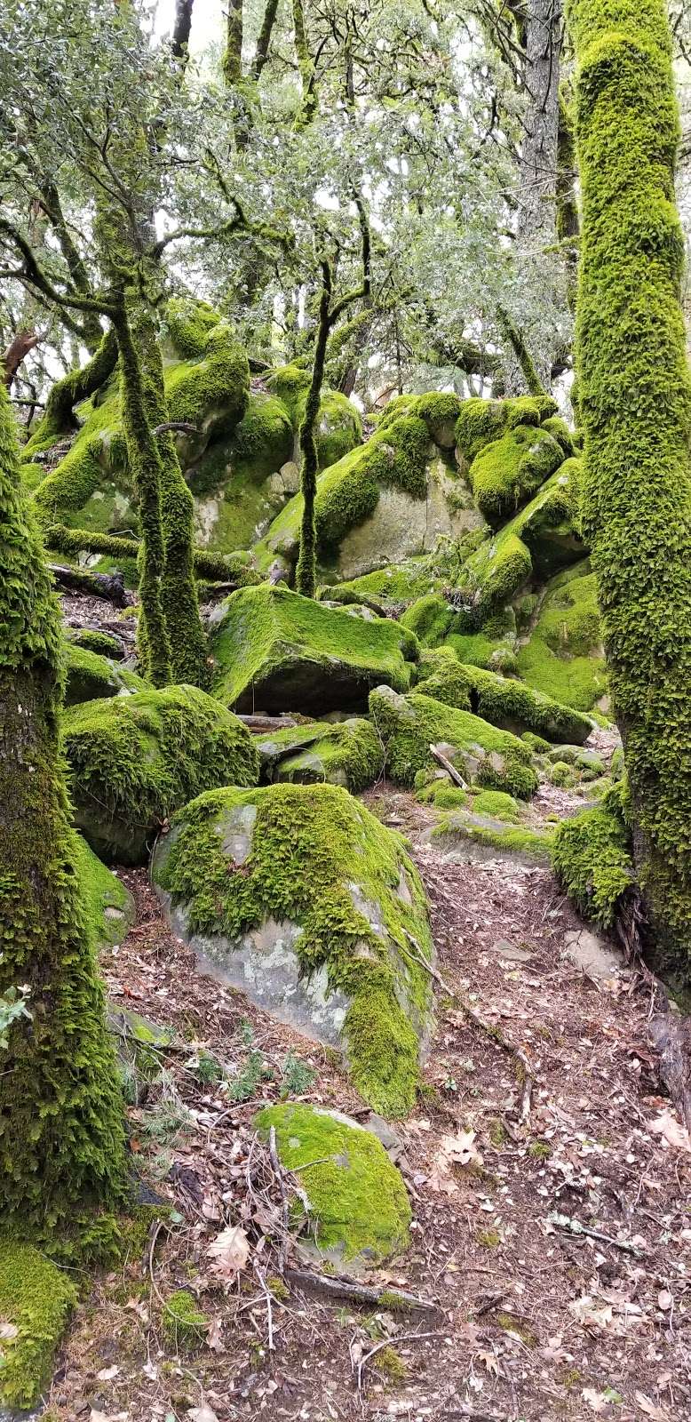 Castle Rock Trail | Castle Rock Trail, Los Gatos, CA 95033