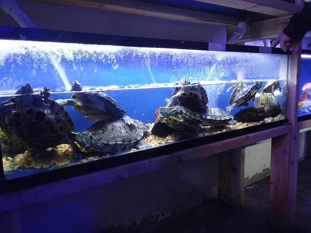 Pet World:Tropical Fish | 891 Harriman Pl, San Bernardino, CA 92408 | Phone: (909) 884-3337