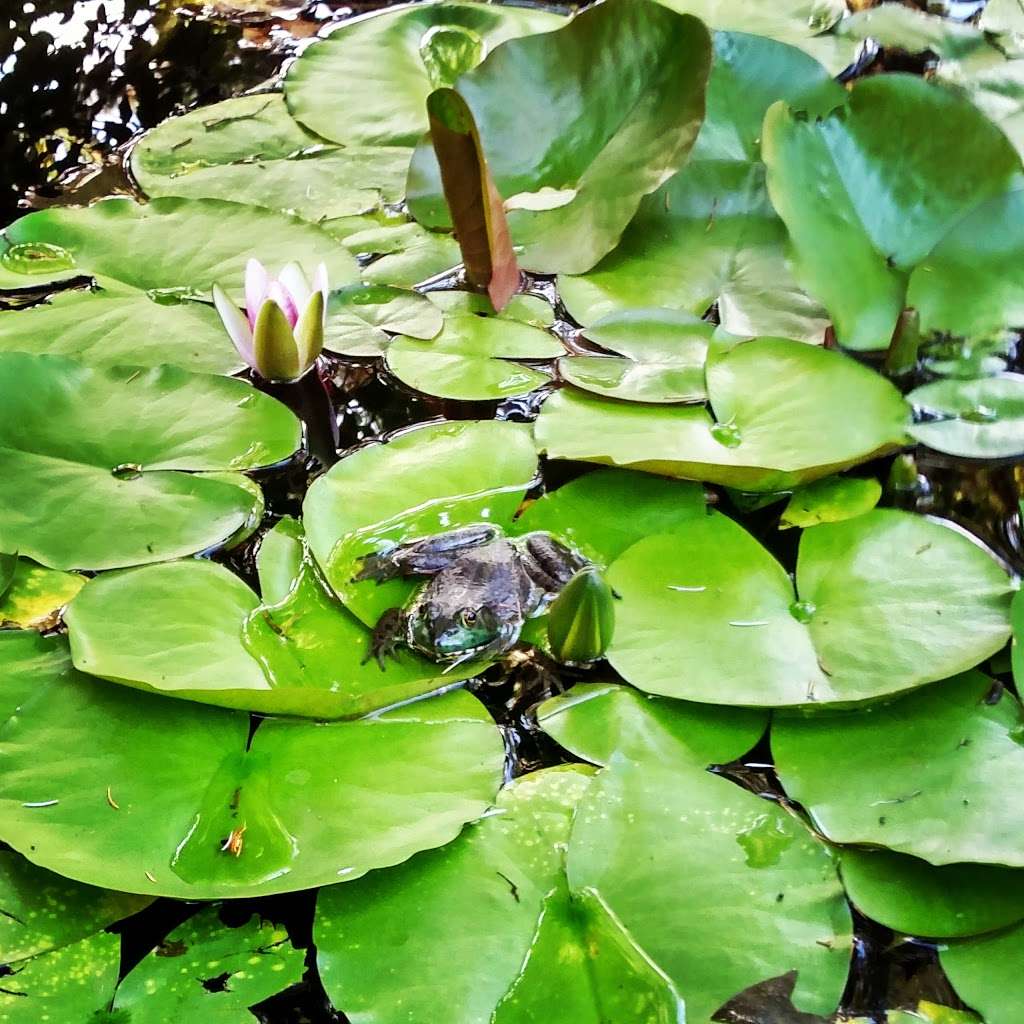 Bens Aquatic Plant & Fish Garden | Linwood, NJ 08221, USA