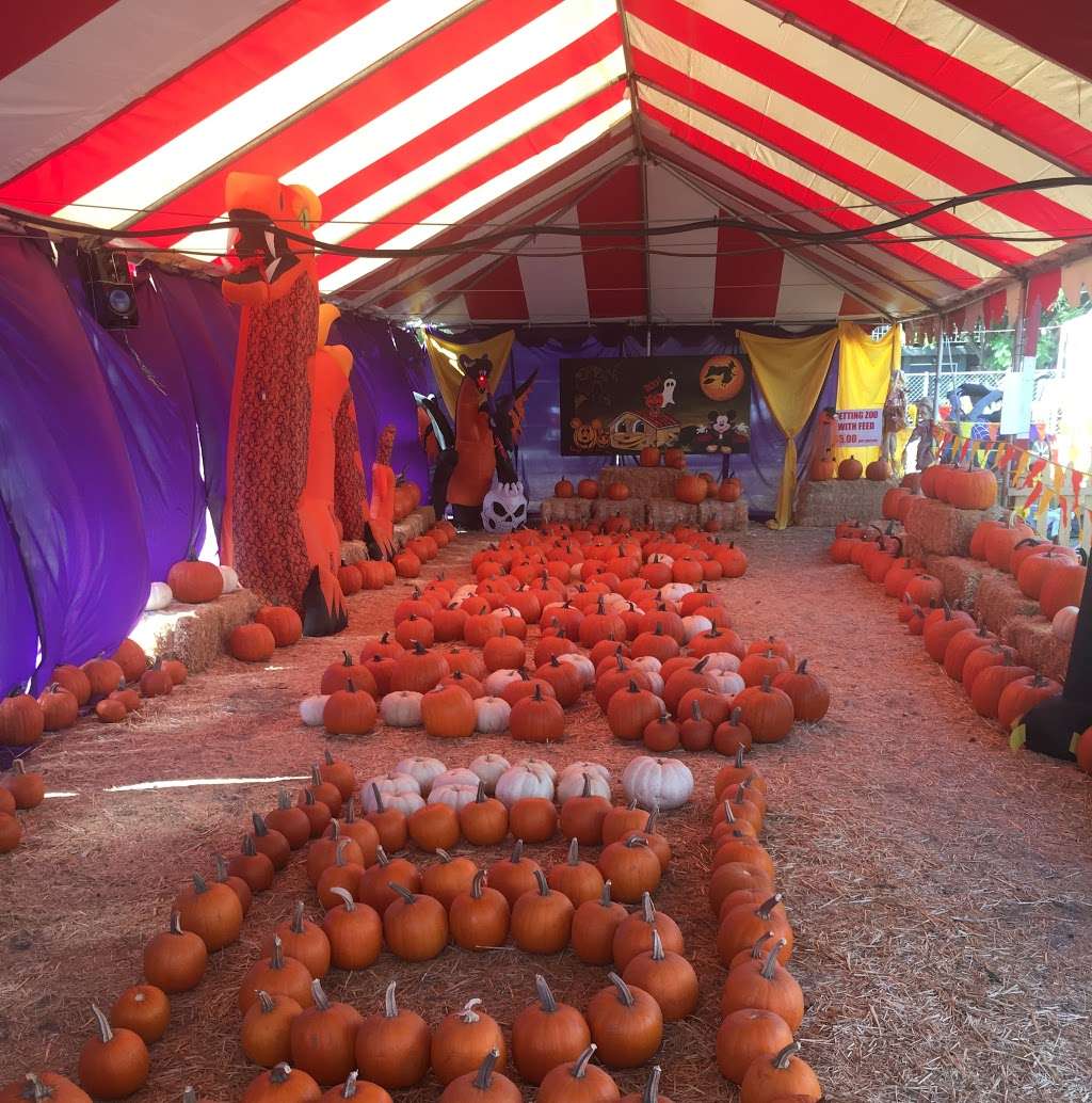 Duarte Pumpkins & Christmas Trees | 2107 Huntington Dr, Duarte, CA 91010, USA | Phone: (626) 818-9068