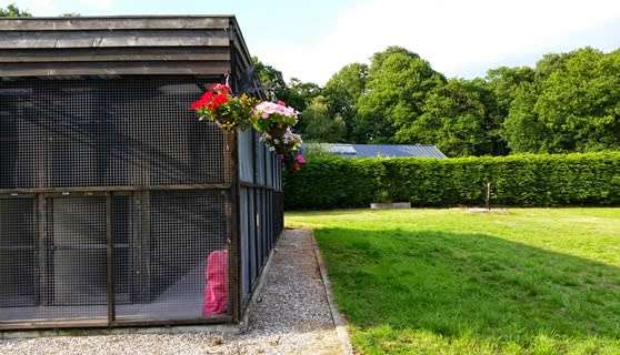 Chase Farm Cat Retreat | Stock Rd, Stock, West Hanningfield, Ingatestone CM4 9QZ, UK | Phone: 01277 840839