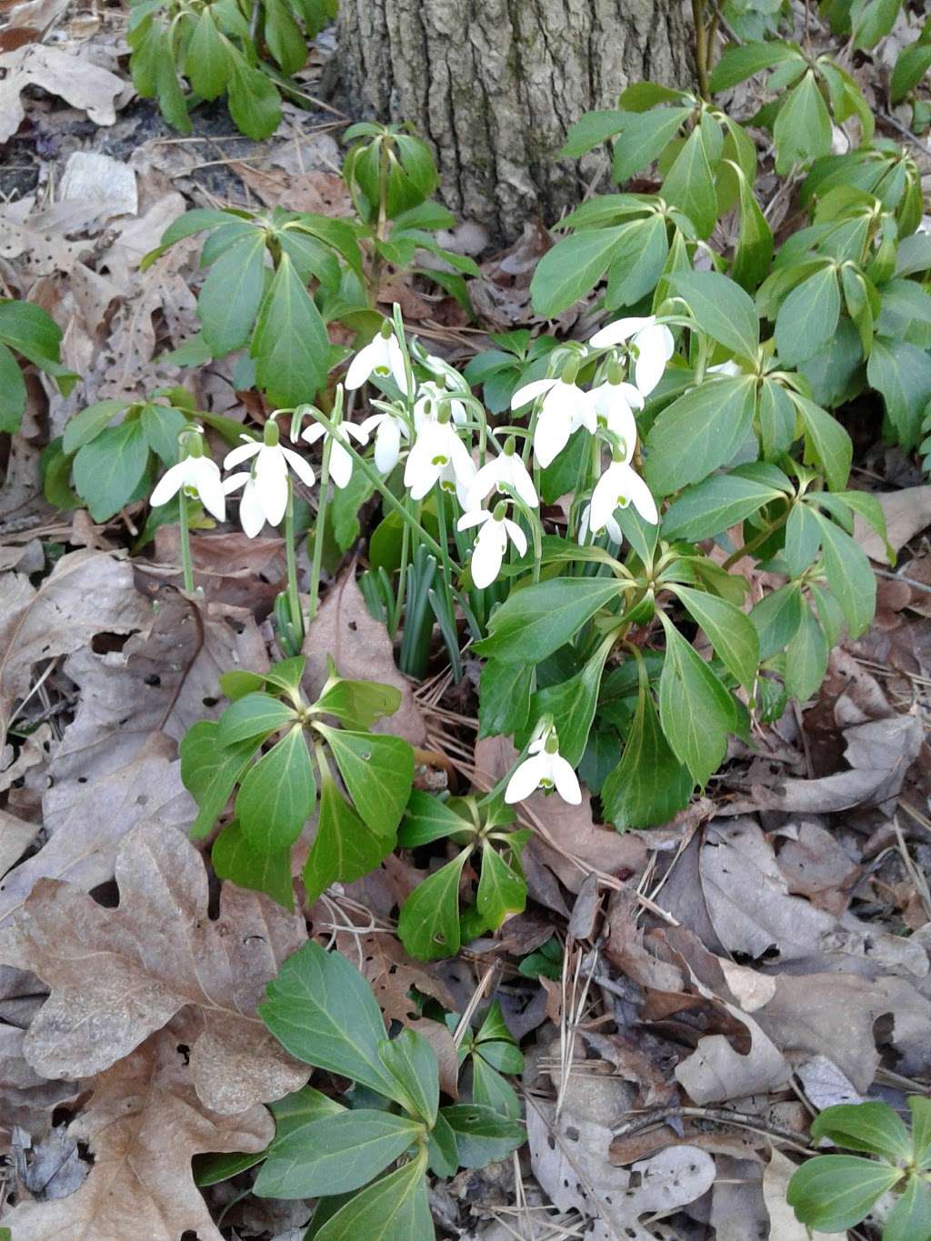 Steve Kitay Living Trail | Frank Applegate Rd, Jackson, NJ 08527, USA