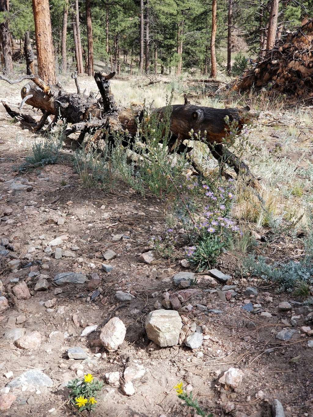 Brookside-McCurdy Trailhead | Bailey, CO 80421, USA