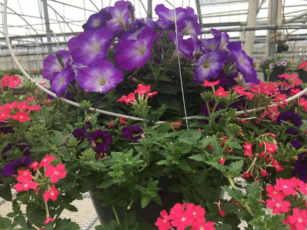 The Greenhouse at C & M Farms | 20261 Osborn Rd, Higginsville, MO 64037, USA | Phone: (660) 584-8200