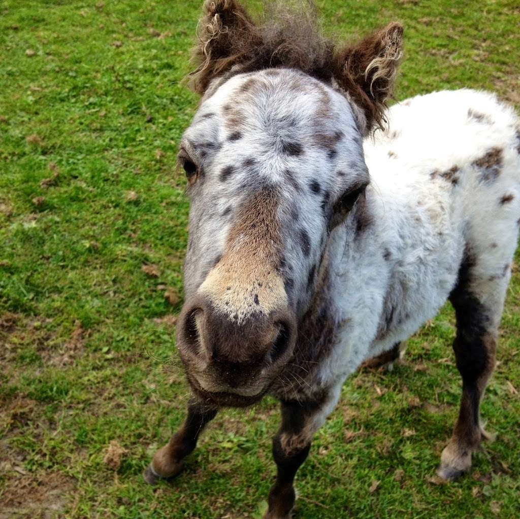 Redwings Horse Sanctuary - Ada Cole | Broadlands, Epping Road, B181, Roydon, Nazeing EN9 2DH, UK | Phone: 0870 040 0033