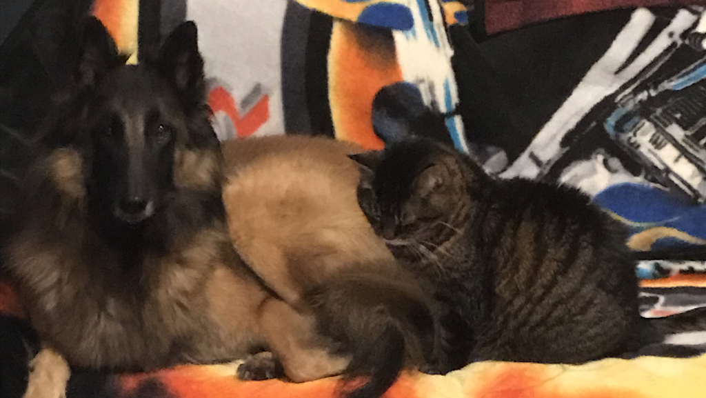 Happy Howlers Raw Pet Food | 8304 Mundare Crescent, Niagara Falls, ON L2G 7M5, Canada | Phone: (905) 295-3134