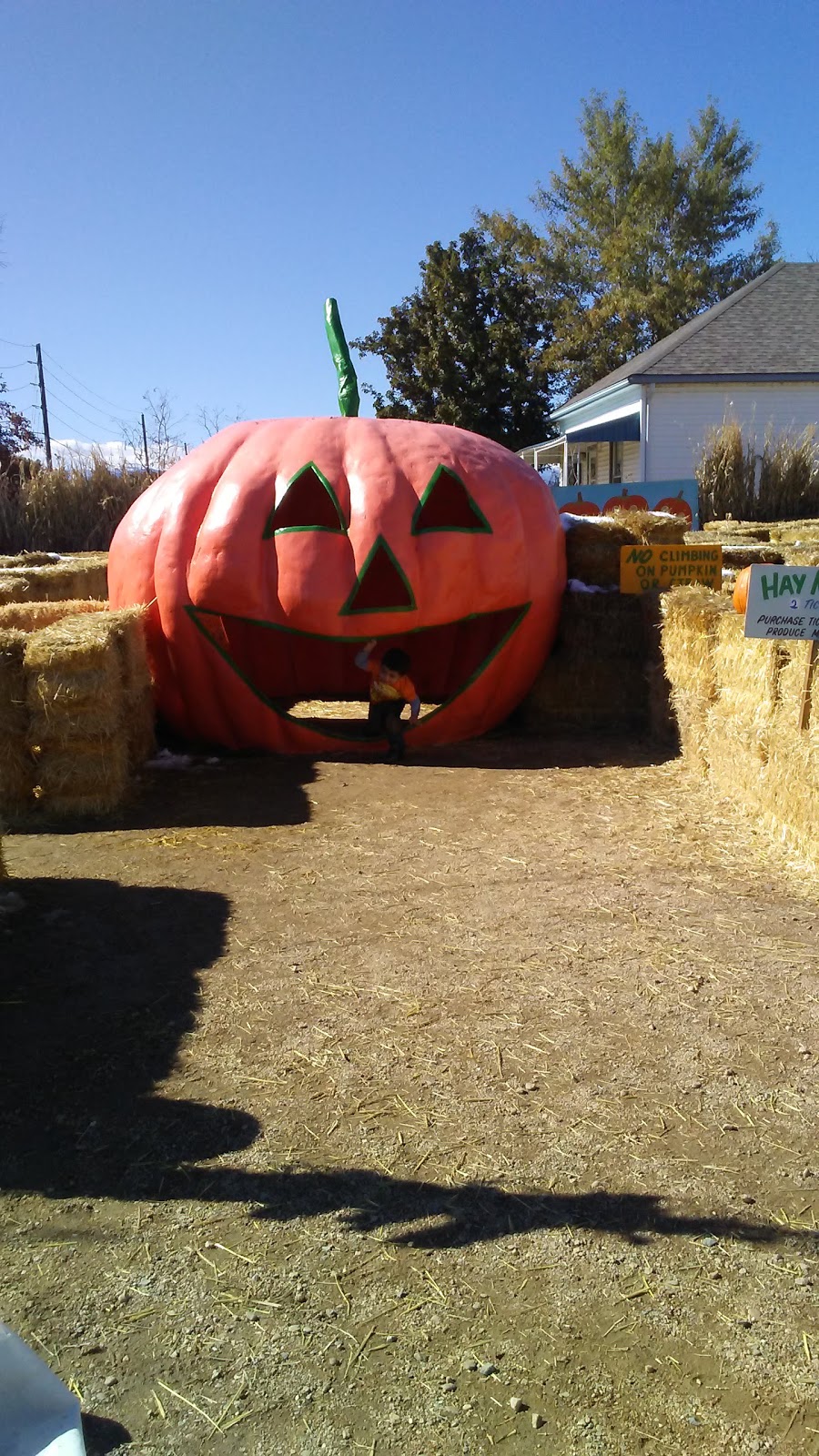 Rocky Mountain Pumpkin Ranch | 9059 Ute Hwy, Longmont, CO 80503, USA | Phone: (303) 684-0087