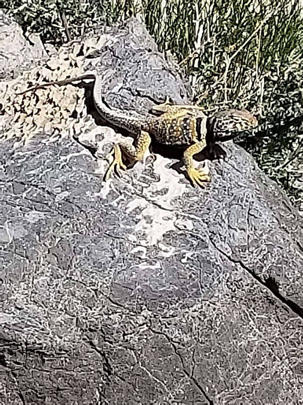 Turtlehead Peak Trailhead | Sandstone Quarry, Las Vegas, NV 89161, USA