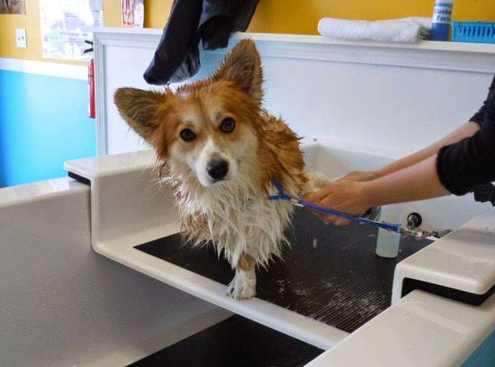 Top Dog Self Wash | 1516 Philadelphia Pike, Wilmington, DE 19809, USA | Phone: (302) 791-0900