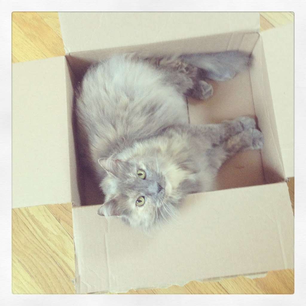 National Capital Animal Services | 14630 Balsam Ct, Swan Point, MD 20645, USA | Phone: (202) 670-6095