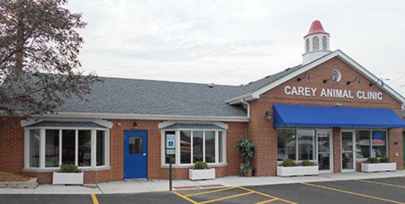 Carey Animal Clinic | 205 Church St, New Lenox, IL 60451, USA | Phone: (815) 462-2731