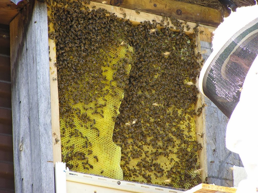 Bee Busters | 331 W Wilson St, Smithfield, NC 27577, USA | Phone: (919) 915-6721