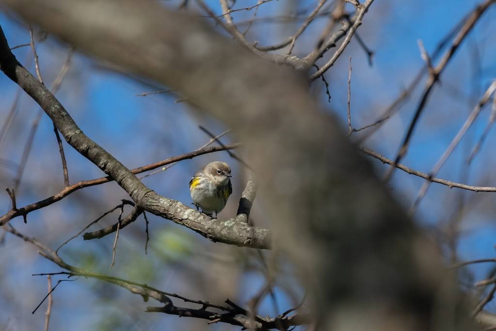 Hornsby Bend Bird Observatory | 2210 S FM 973, Austin, TX 78725, USA | Phone: (512) 972-1960