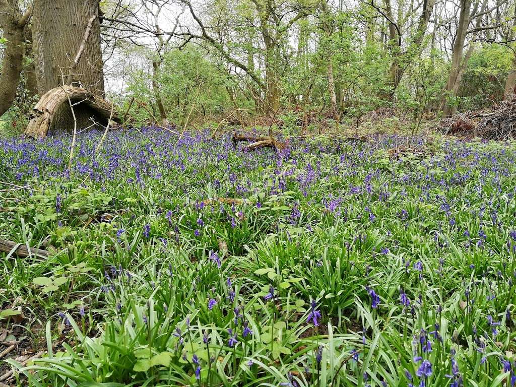 Cobham Wood and Mausoleum | Rochester DA12 3BS, UK | Phone: 01474 816764