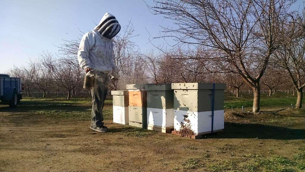 Mission Beekeeping | 779 N Ventura Ave, Oak View, CA 93022 | Phone: (805) 636-4426