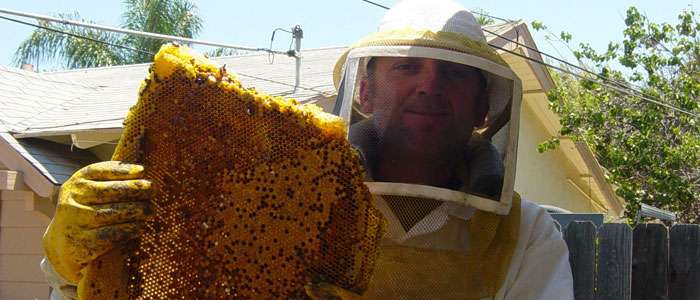 Bee Guys Bee Removal | Moreno Valley, CA 92553, USA | Phone: (951) 924-4059